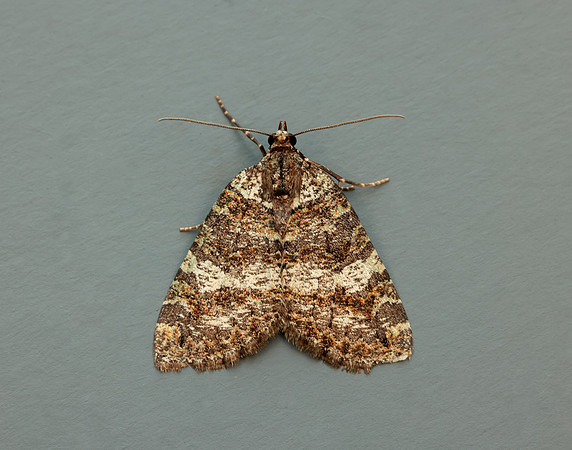 70.074 BF1777 July Highflyer Hydriomena furcata