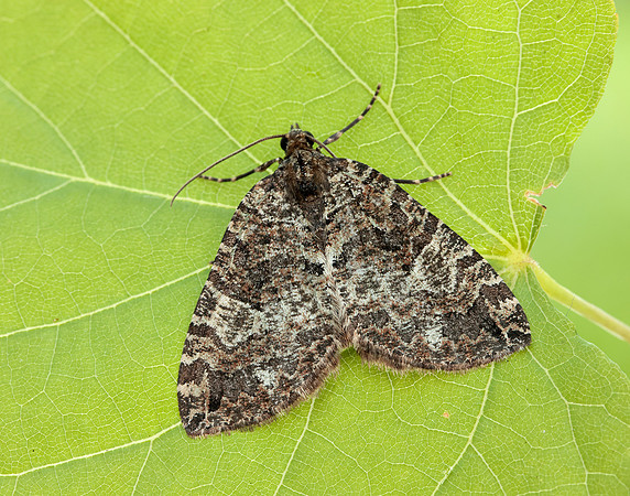 70.074 BF1777 July Highflyer Hydriomena furcata