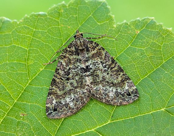 70.074 BF1777 July Highflyer Hydriomena furcata