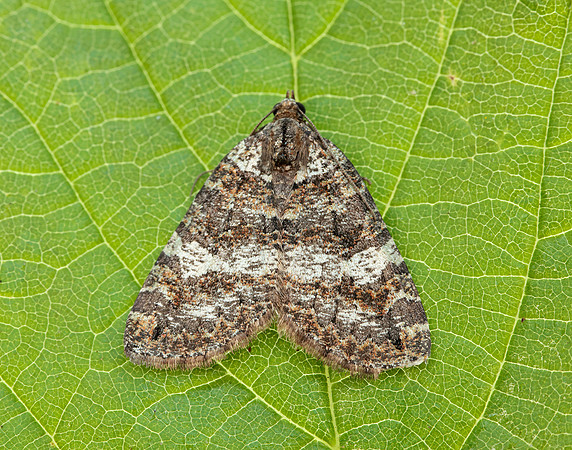 70.074 BF1777 July Highflyer Hydriomena furcata