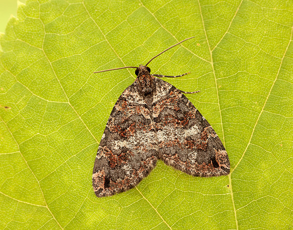 70.074 BF1777 July Highflyer Hydriomena furcata