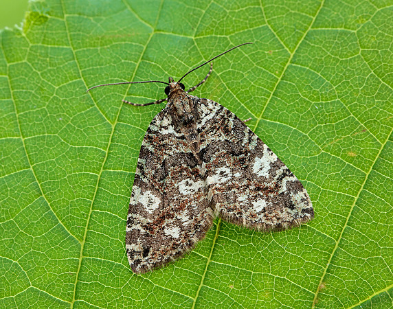 70.074 BF1777 July Highflyer Hydriomena furcata