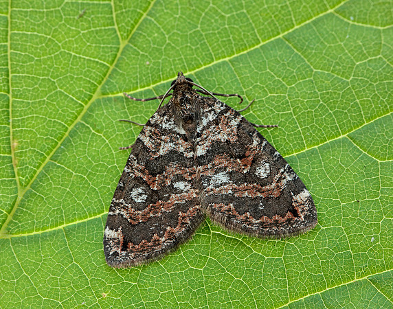 70.074 BF1777 July Highflyer Hydriomena furcata