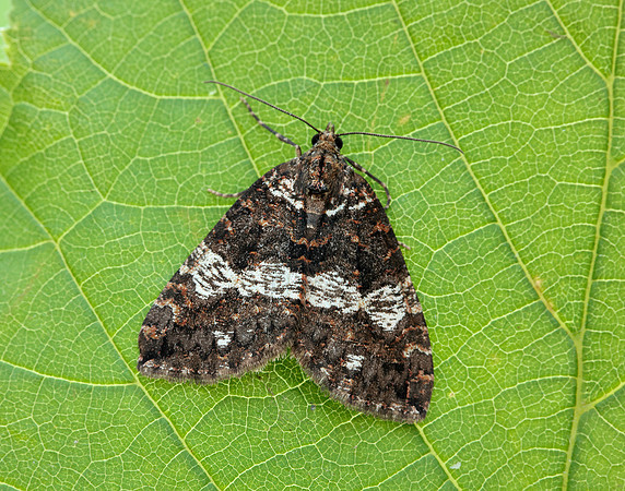 70.074 BF1777 July Highflyer Hydriomena furcata
