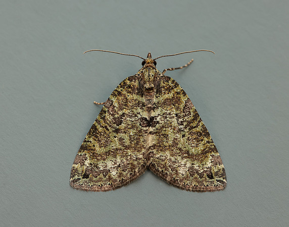 70.074 BF1777 July Highflyer Hydriomena furcata