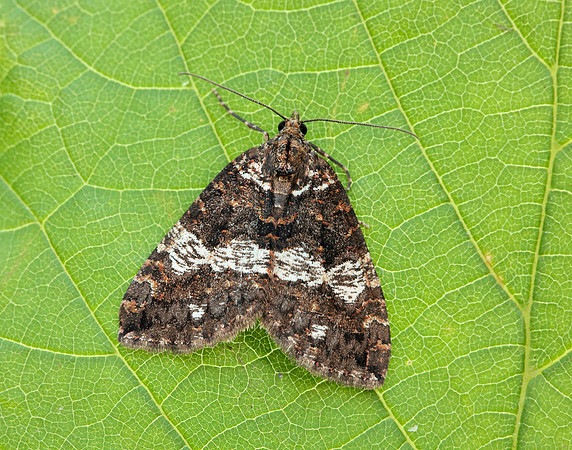 70.074 BF1777 July Highflyer Hydriomena furcata