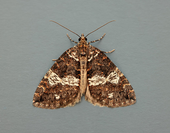 70.074 BF1777 July Highflyer Hydriomena furcata