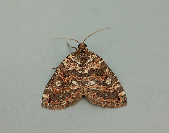 70.074 BF1777 July Highflyer Hydriomena furcata