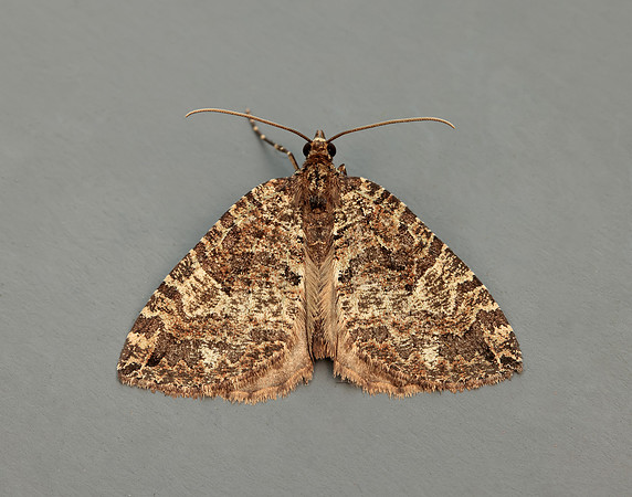 70.074 BF1777 July Highflyer Hydriomena furcata