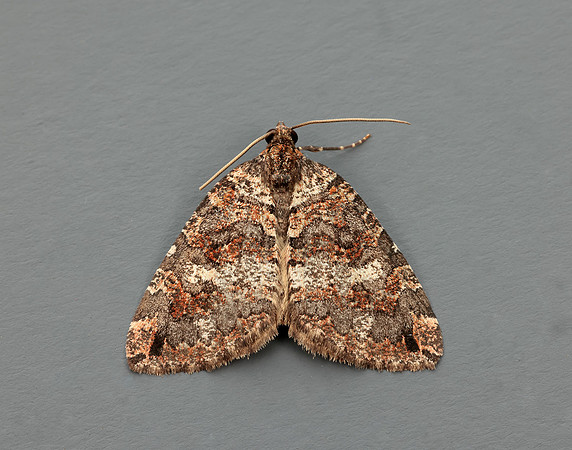 70.074 BF1777 July Highflyer Hydriomena furcata