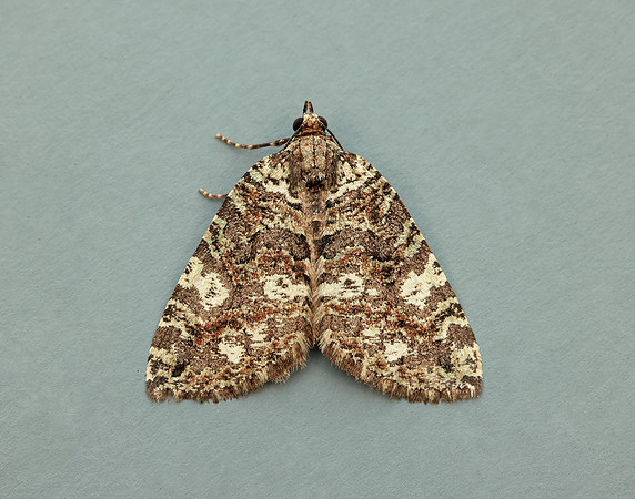 70.074 BF1777 July Highflyer Hydriomena furcata