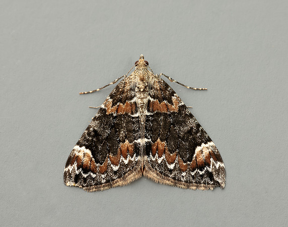 70.098 BF1762 Dark Marbled Carpet Dysstroma citrata