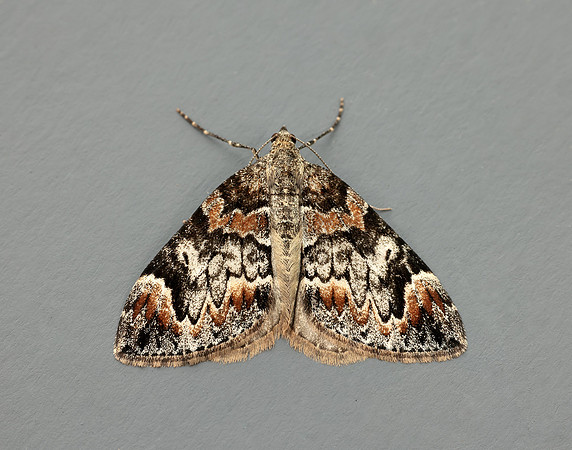 70.098 BF1762 Dark Marbled Carpet Dysstroma citrata