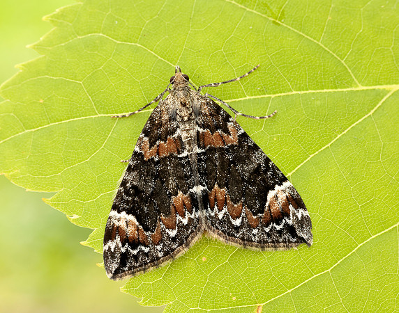 70.098 BF1762 Dark Marbled Carpet Dysstroma citrata