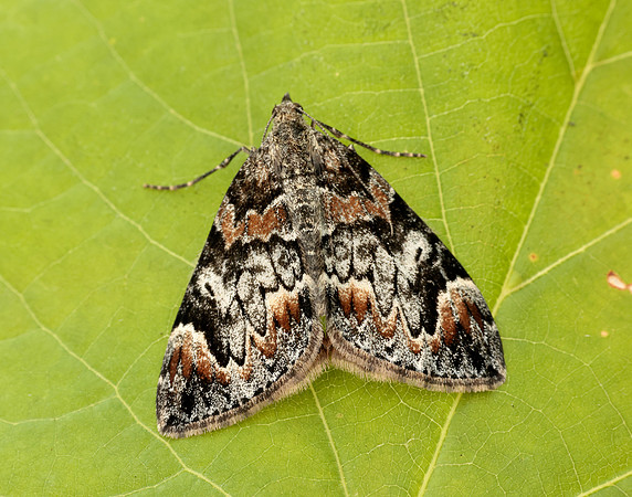 70.098 BF1762 Dark Marbled Carpet Dysstroma citrata