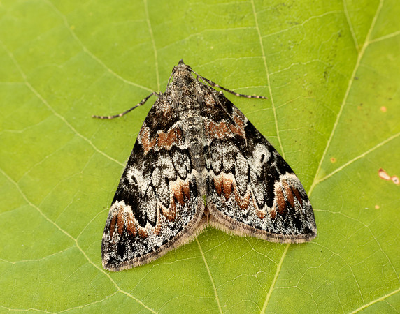 70.098 BF1762 Dark Marbled Carpet Dysstroma citrata