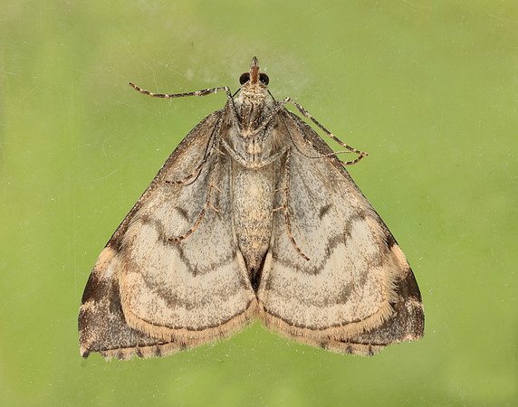 70.098 BF1762 Dark Marbled Carpet Dysstroma citrata
