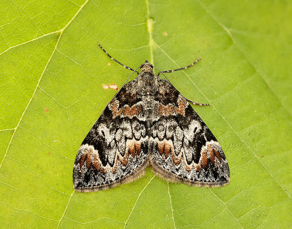 70.098 BF1762 Dark Marbled Carpet Dysstroma citrata