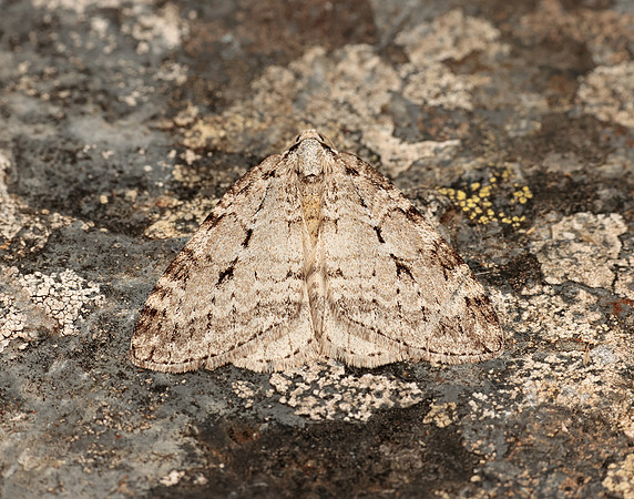 70.110 BF1798 Small Autumnal Moth Epirrita filigrammaria