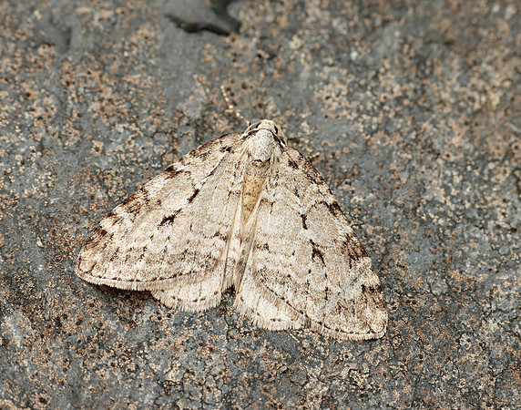 70.110 BF1798 Small Autumnal Moth Epirrita filigrammaria
