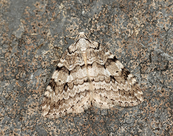 70.110 BF1798 Small Autumnal Moth Epirrita filigrammaria