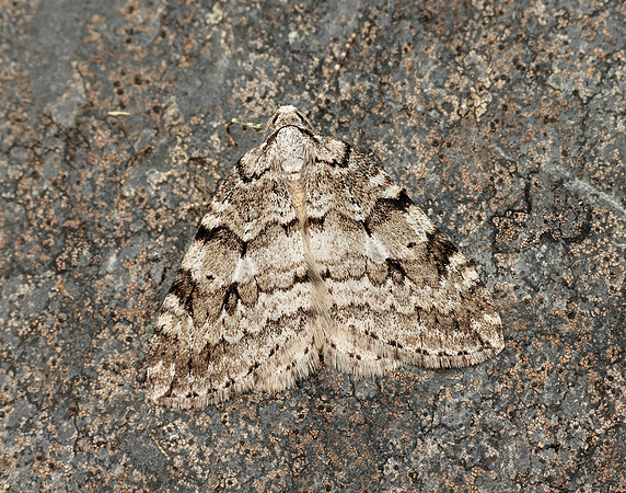 70.110 BF1798 Small Autumnal Moth Epirrita filigrammaria