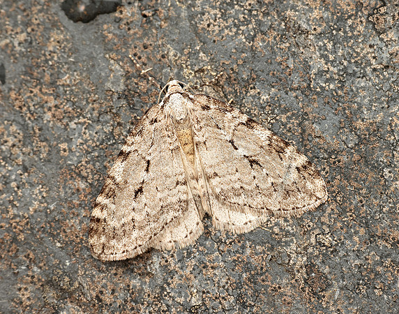 70.110 BF1798 Small Autumnal Moth Epirrita filigrammaria
