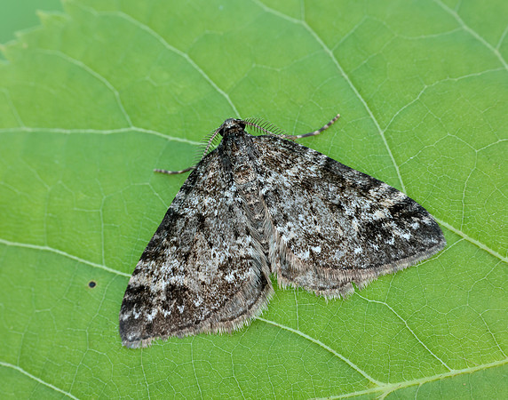 70.131 BF1809 Twin-spot Carpet Mesotype didymata