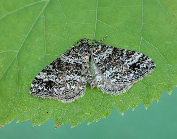 70.131 BF1809 Twin-spot Carpet Mesotype didymata
