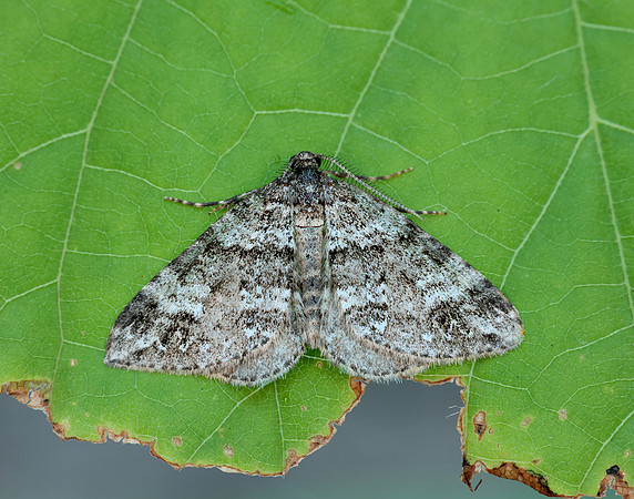 70.131 BF1809 Twin-spot Carpet Mesotype didymata