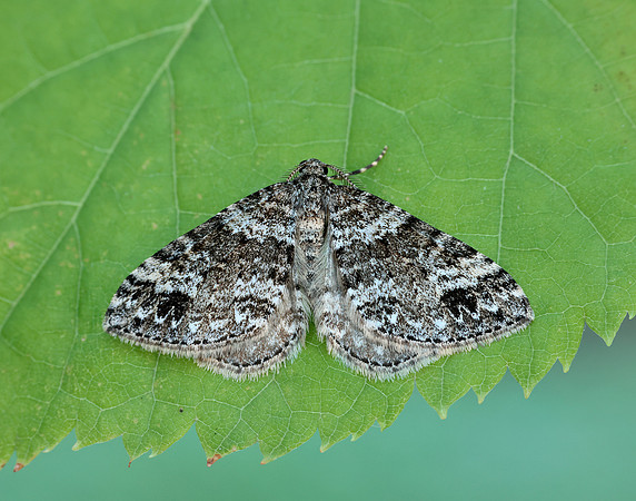 70.131 BF1809 Twin-spot Carpet Mesotype didymata