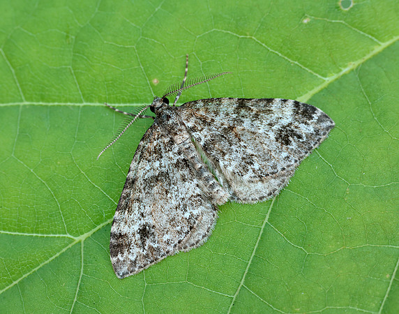 70.131 BF1809 Twin-spot Carpet Mesotype didymata
