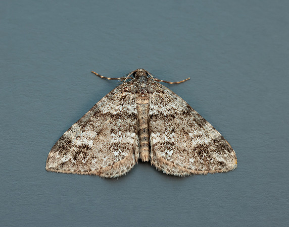 70.131 BF1809 Twin-spot Carpet Mesotype didymata