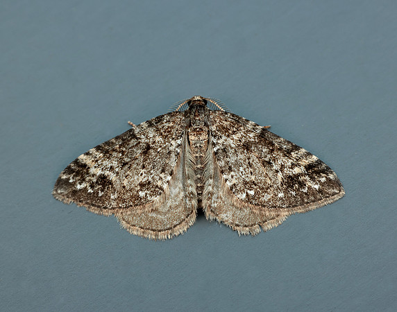 70.131 BF1809 Twin-spot Carpet Mesotype didymata