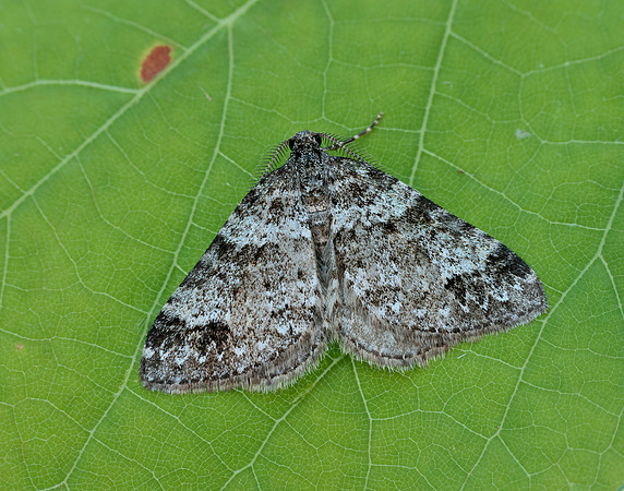 70.131 BF1809 Twin-spot Carpet Mesotype didymata
