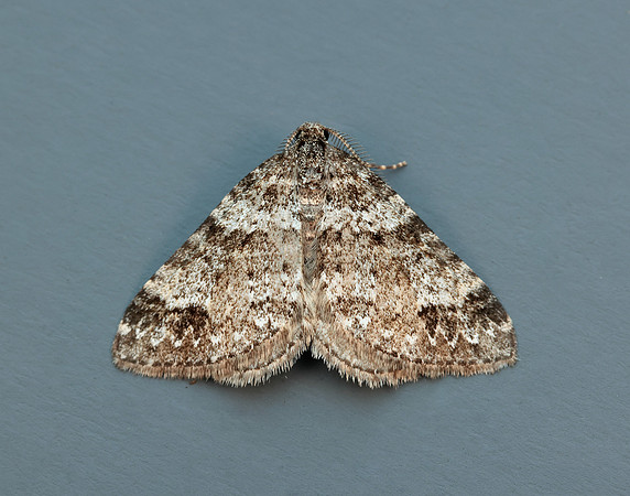 70.131 BF1809 Twin-spot Carpet Mesotype didymata