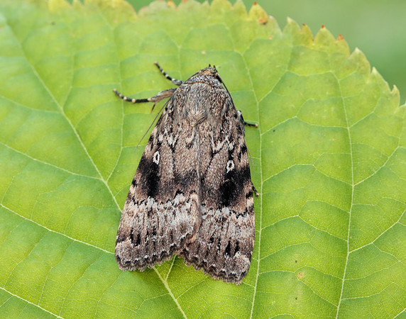 73.062 BF2297 Copper Underwing Amphipyra pyramidea
