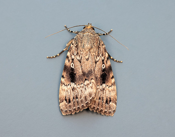 73.062 BF2297 Copper Underwing Amphipyra pyramidea