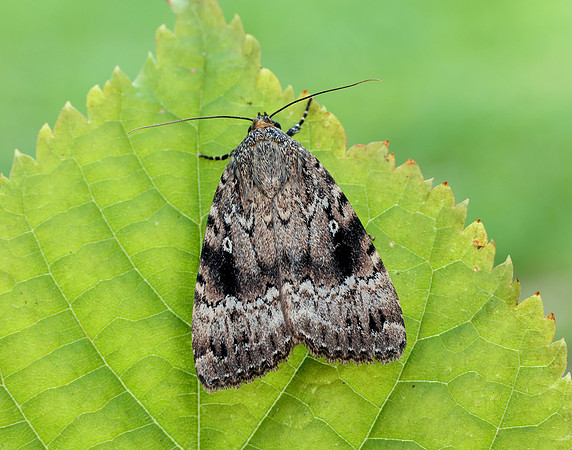 73.062 BF2297 Copper Underwing Amphipyra pyramidea