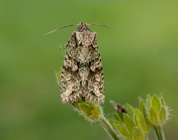73.225 BF2248 Brindled Green Dryobotodes eremita