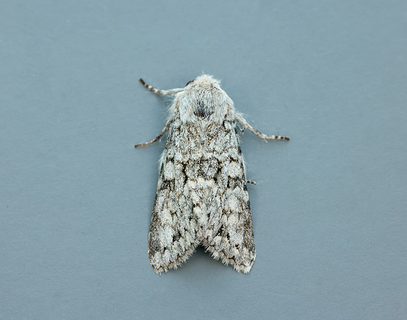 73.228 BF2254 Grey Chi Antitype chi
