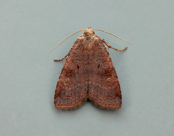 73.331 BF2121 Barred Chestnut Diarsia dahlii