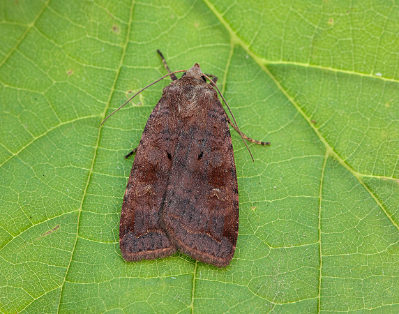 73.331 BF2121 Barred Chestnut Diarsia dahlii