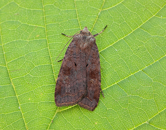 73.331 BF2121 Barred Chestnut Diarsia dahlii