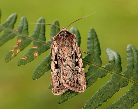 73.356 BF2135 Heath Rustic Xestia agathina
