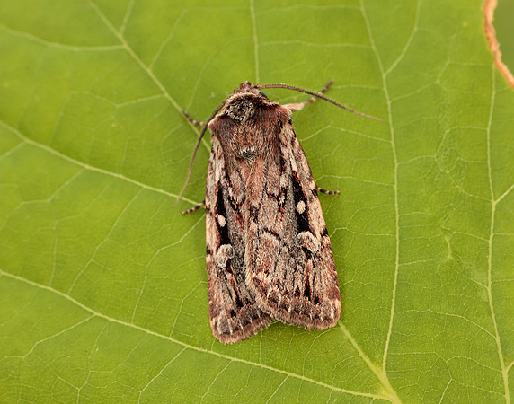 73.356 BF2135 Heath Rustic Xestia agathina