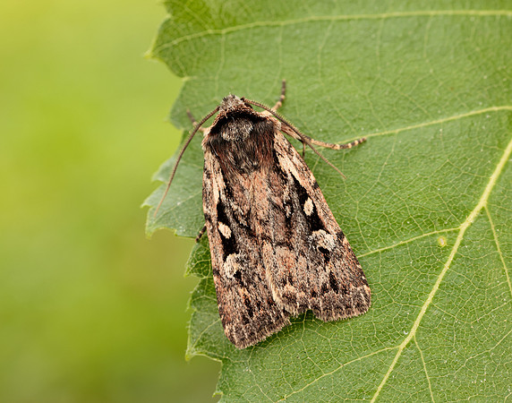 73.356 BF2135 Heath Rustic Xestia agathina
