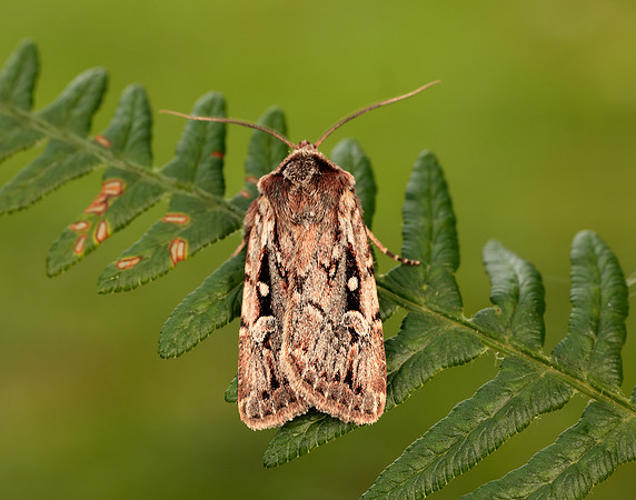 73.356 BF2135 Heath Rustic Xestia agathina