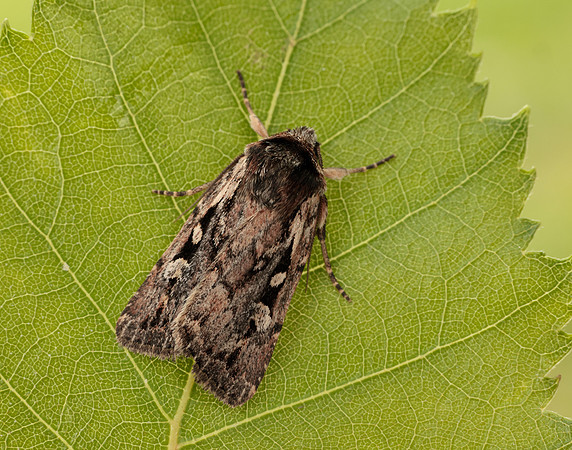 73.356 BF2135 Heath Rustic Xestia agathina