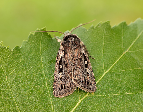 73.356 BF2135 Heath Rustic Xestia agathina